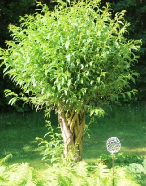 Salix viminalis